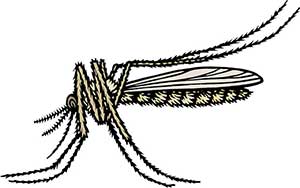 mosquito